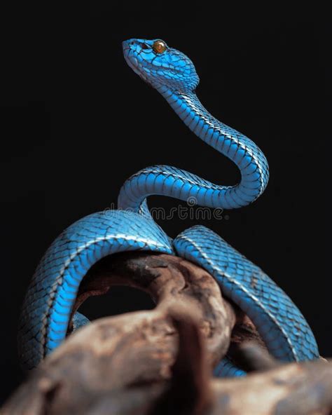 Blue Poisonous Viper Snake From Indonesia Stock Image Image Of Blue