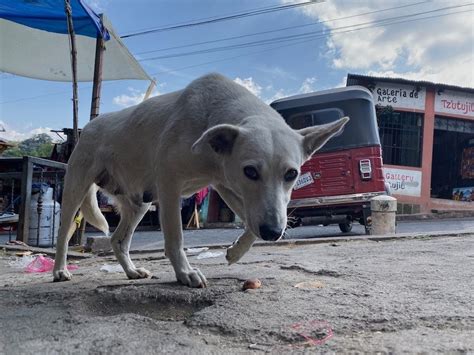 Learning From Street Dogs Guatemala Retreat Doglando