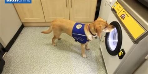Duffy The Service Dog Does Laundry Like A Pro With Woof To Wash