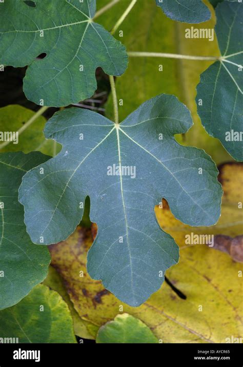 Fig Leaf Adam And Eve Hi Res Stock Photography And Images Alamy