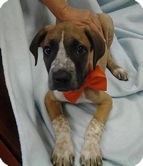 11 biggest dogs in the world. Pluckemin, NJ - Boxer/Great Dane Mix. Meet Wilson a Puppy for Adoption.