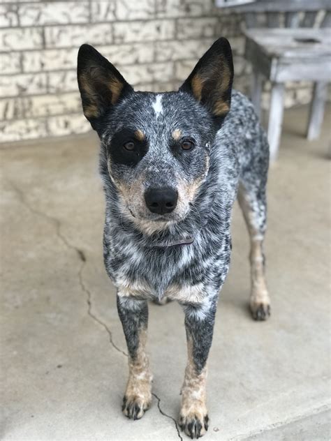 Blue Heeler💙 Blue Heeler Dogs Blue Heeler Heeler