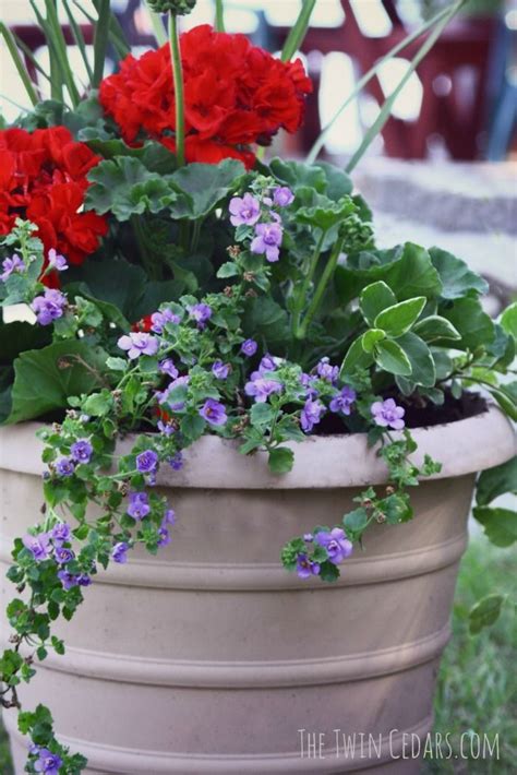 Easy Geranium Combination The Twin Cedars Container Flowers