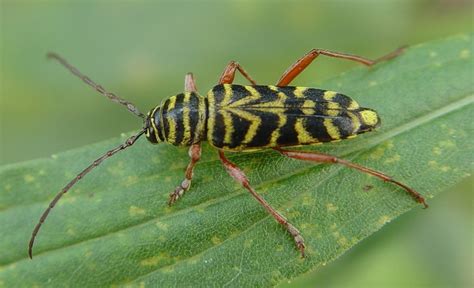 Locust Borer Beetle Brandeis University Holometabolous Insects