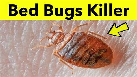 How To Get Rid Of Bed Bugs Fast And Easily At Home 3 Best Home