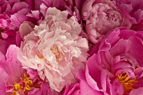 Peony Wallpapers Wallpaper Cave