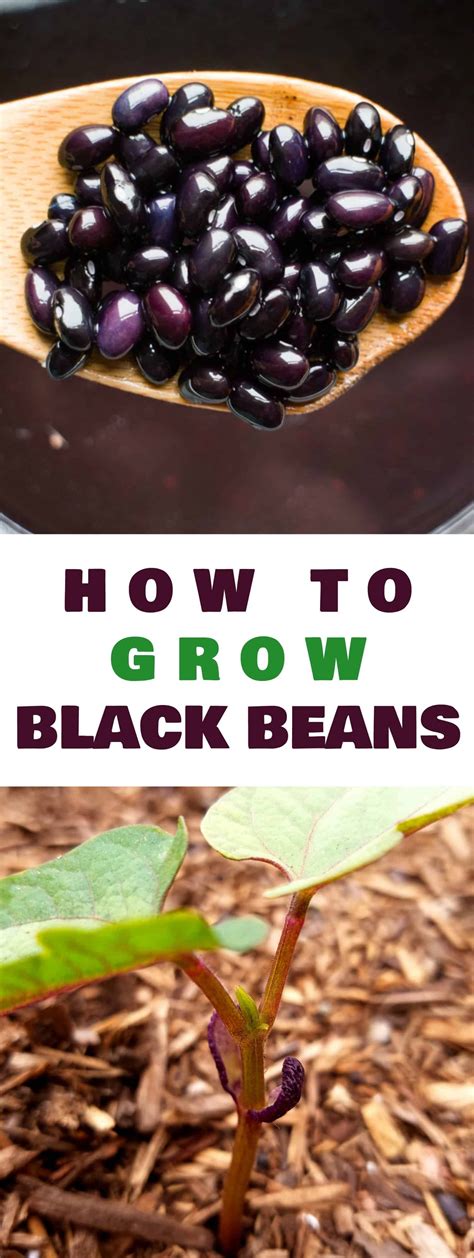 HOW TO GROW Black Bean Plants From Seeds In Your Vegetable Garden Looking For A New Plant To