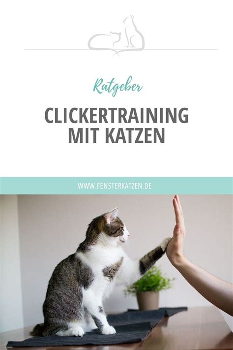 Clicker training really works, and though it is based on scientific principles of operant conditioning, it is easily used by the average pet owner. Clicker training with cats | Cat personalities, Ragdoll ...