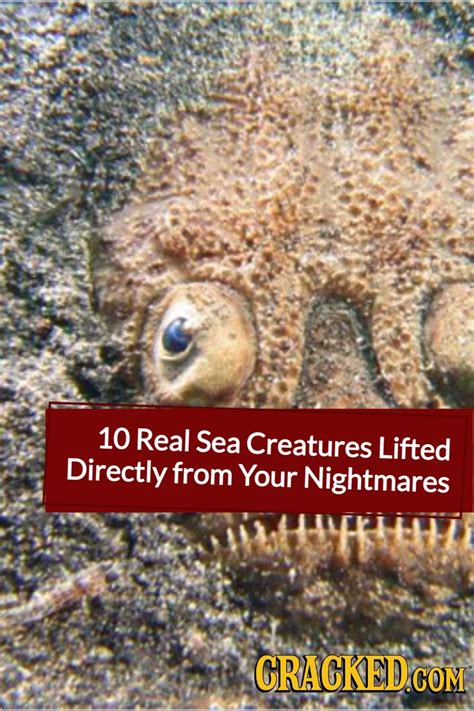 10 Real Sea Creatures Lifted Directly From Your Nightmares In 2021