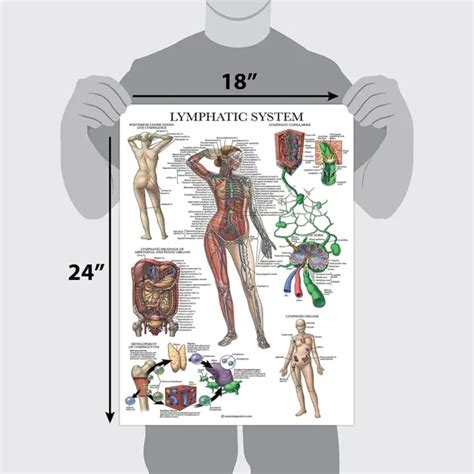 Lymphatic System Anatomical Poster Laminated Palace L