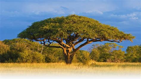 Zimbabwe Travel Guide My Destination Zimbabwe African Tree Acacia