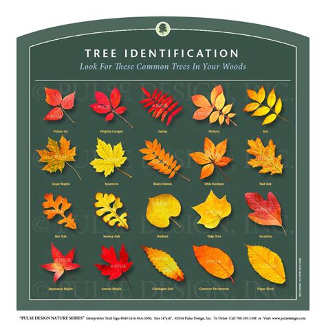 Leaf Identification Chart Printable