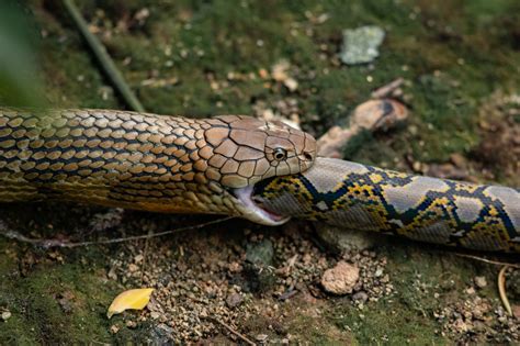 King Cobra Herpetological Society Of Singapore