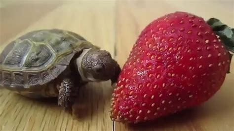 Baby Turtle Eats His First Strawberry Video In 2020 Baby Tortoise