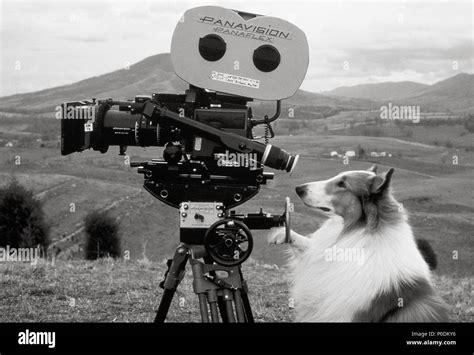 Lassie Dog Film Hi Res Stock Photography And Images Alamy