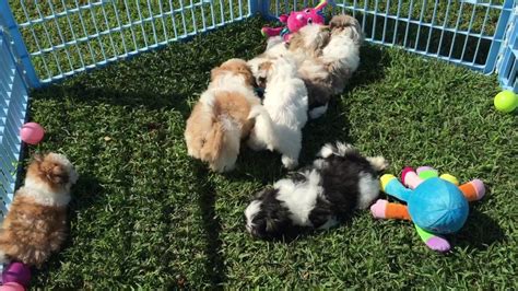 Check spelling or type a new query. Puppies For Sale Rochester Mn - PetsWall