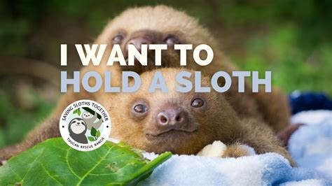 I Want To Hold A Sloth Why You Should Never Ever Touch Sloths