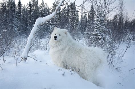 Dogs Seasons Winter White Snow Fluffy Samoyed Dog Hd Wallpaper