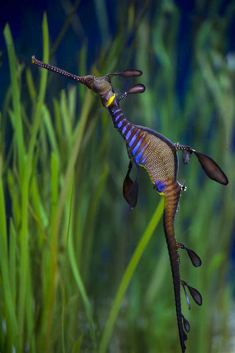 Dragon Seahorse Photograph By Diego Re