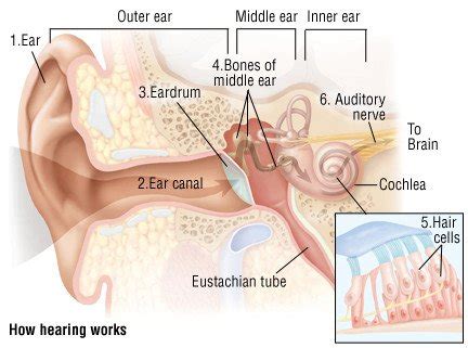 Hearing Loss In Adults Guide Causes Symptoms And Treatment Options