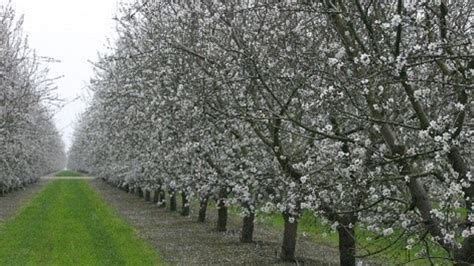 With Almond Bloom Timing Is Everything Syngenta Know More Grow