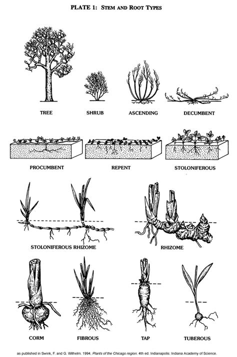 How To Describe Plants Tumblr Pics