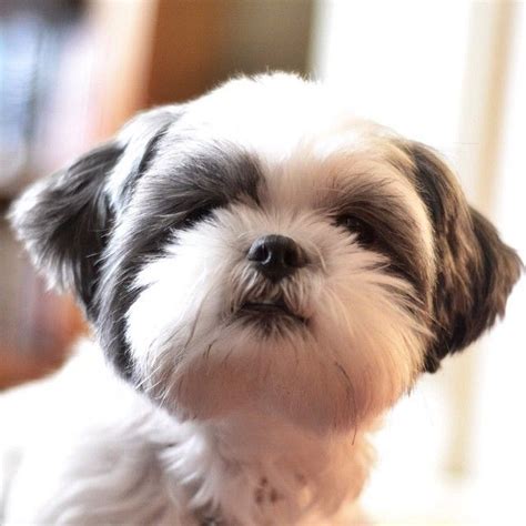 They weigh somewhere between 6 and 12 pounds (3 and 5 kg), and a height that's usually around 10 inches (25 cm). My best Shih Tzu face #shihtzu #puppy #dog #cute #fluffy ...