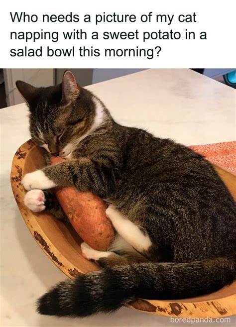 Funny And Relatable Cat Pics And Memes To Brighten Up Your Day Viral Now