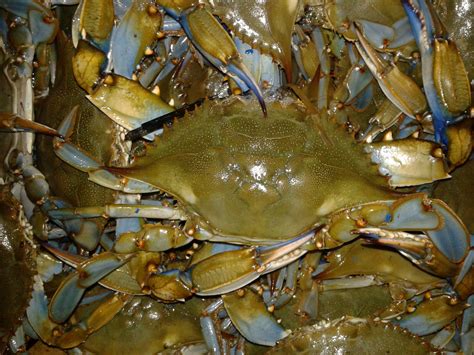 Blue Crab Season Started March 1st Delaware Surf