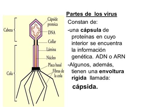 Estructura Y Generalidades Los Virus