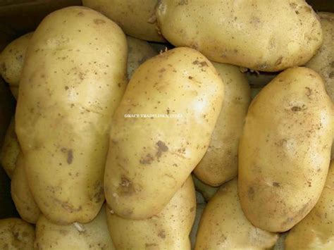 Bulk Potato By Bluebill International Bulk Potato Inr 200 20