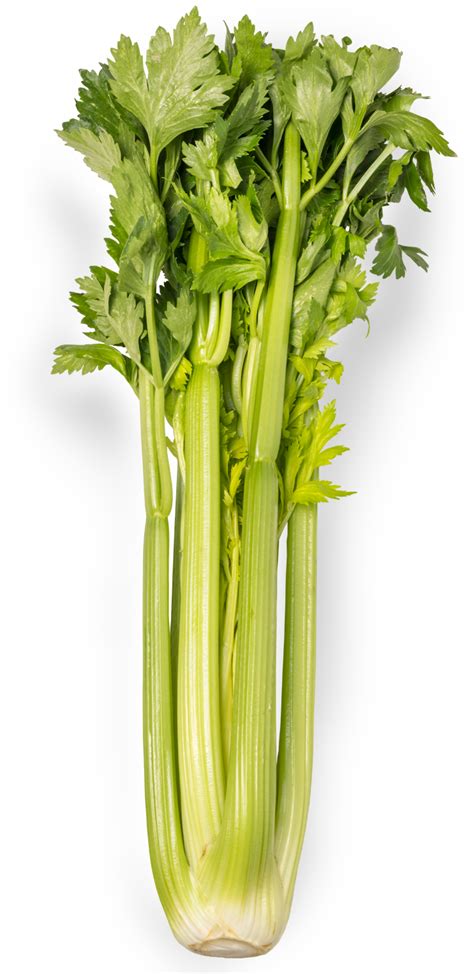 Celery Png Transparent Image Download Size 726x1493px