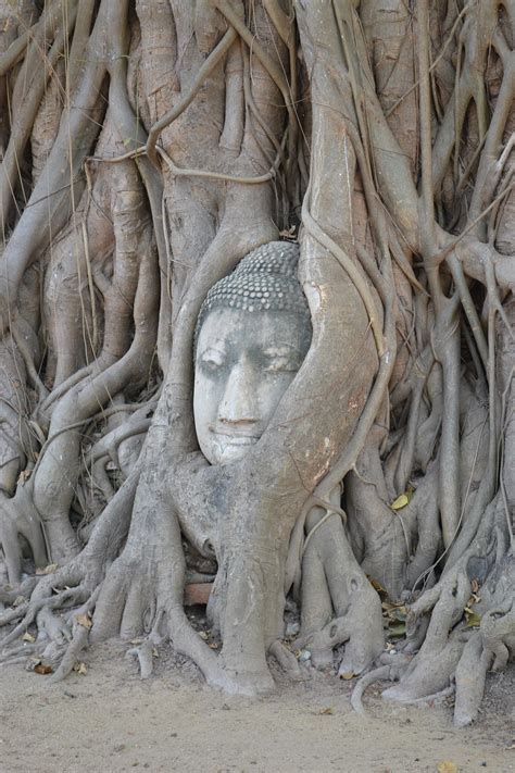 Buddha Head At Wat Mahathat Illustration World History Encyclopedia