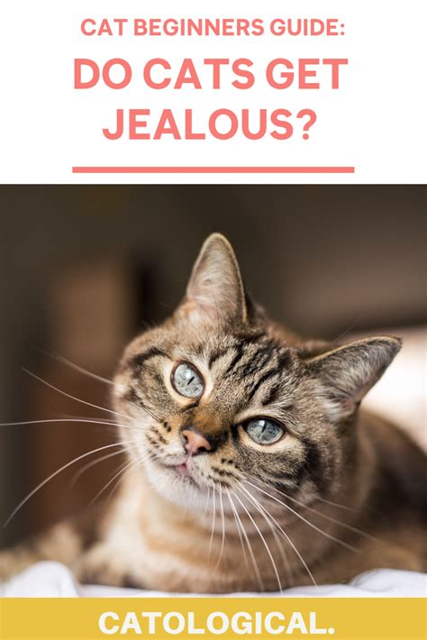 In rare cases, heartworms have infected people, but it does not complete its life cycle. Can Cats Feel Jealous Of Cats, Dogs, Or Humans? Signs And ...