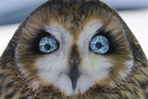 Owl Eyes Gorgeous Owl Eyes Owl Pet Birds