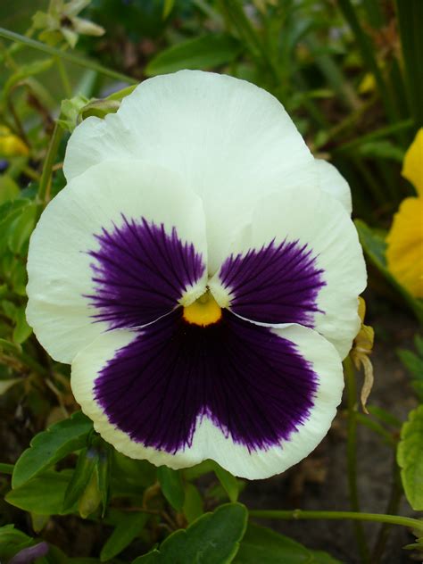 Filecolourful Viola Flower Wikimedia Commons