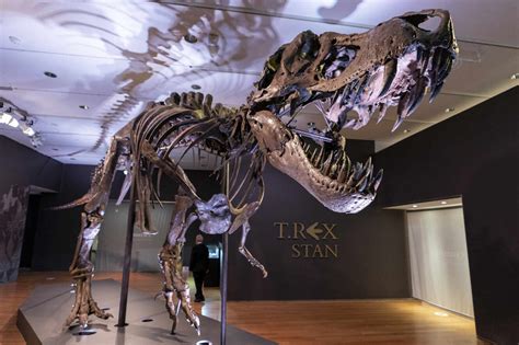 Un Squelette De T Rex Vendu 318 Millions De Dollars Record Pulvérisé