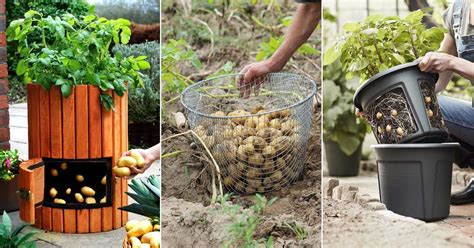 Techniques Pour Cultiver And Récolter Des Pommes De Terres Au Jardin