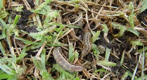 Lawn Grubs Learn More About Lawn Diseases And Pests And Treatments