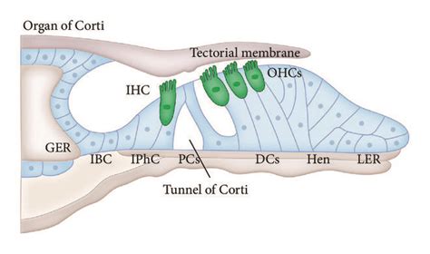 Schematic Model Of The Organ Of Corti Ihc Inner Hair Cell Ohcs