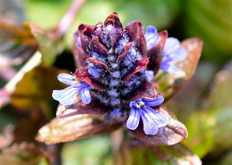 Ajuga Bugleweed This Is Ajuga We Have Growing In The Fro Flickr