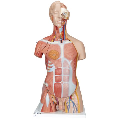 Torso Muscle Anatomy Life Size Muscle Torso Part Anatomical Models