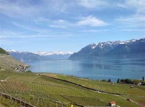 Lavaux Vineyards And Lake Geneva Near Riex Vaud