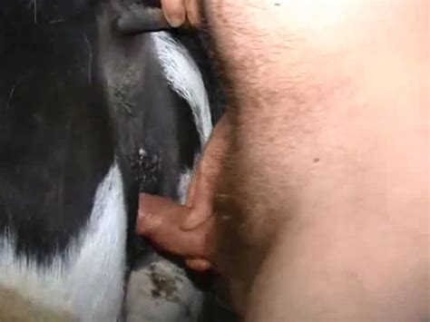 Zoofilia Vaca Fazendo Comendo Buceta Da Vaquinha Xvídeos Porno