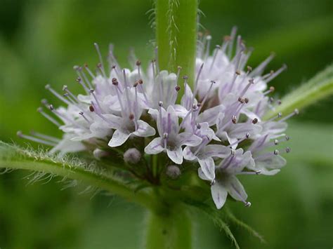 Mentha arvensis (Wild Mint) | World of Flowering Plants