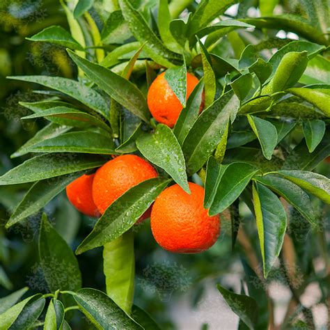 Clementine Oscar Tintori Nurseries Worldwide Citrus Plants