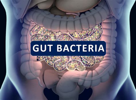 Gut Bacteria Gut Flora Microbiome Bacteria Inside The Small