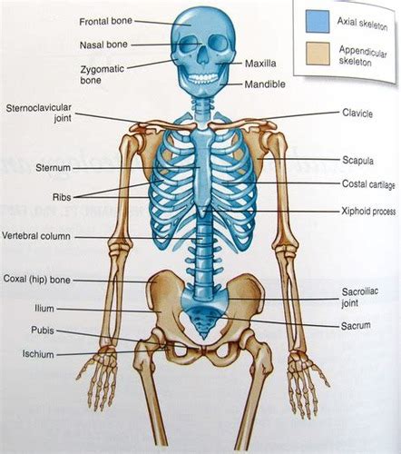 Chapter 8 The Skeletal System The Appendicular Skeleton Flashcards