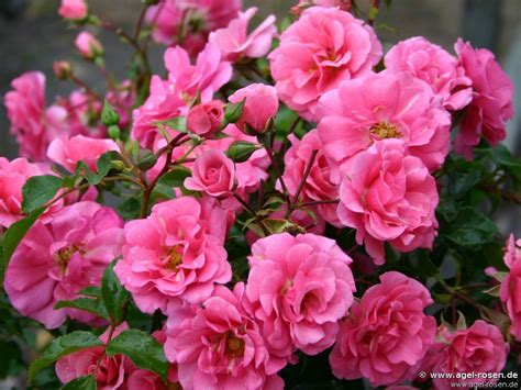 Buy Medley Pink ® Floribunda Rose Agel Rosen