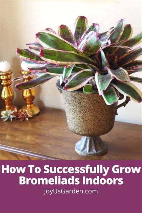 Bromeliad Care How To Successfully Grow Bromeliads Indoors
